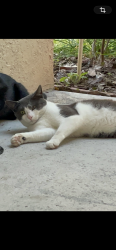 Lost Male Cat last seen Lockwood and 419, Oviedo, FL 32766