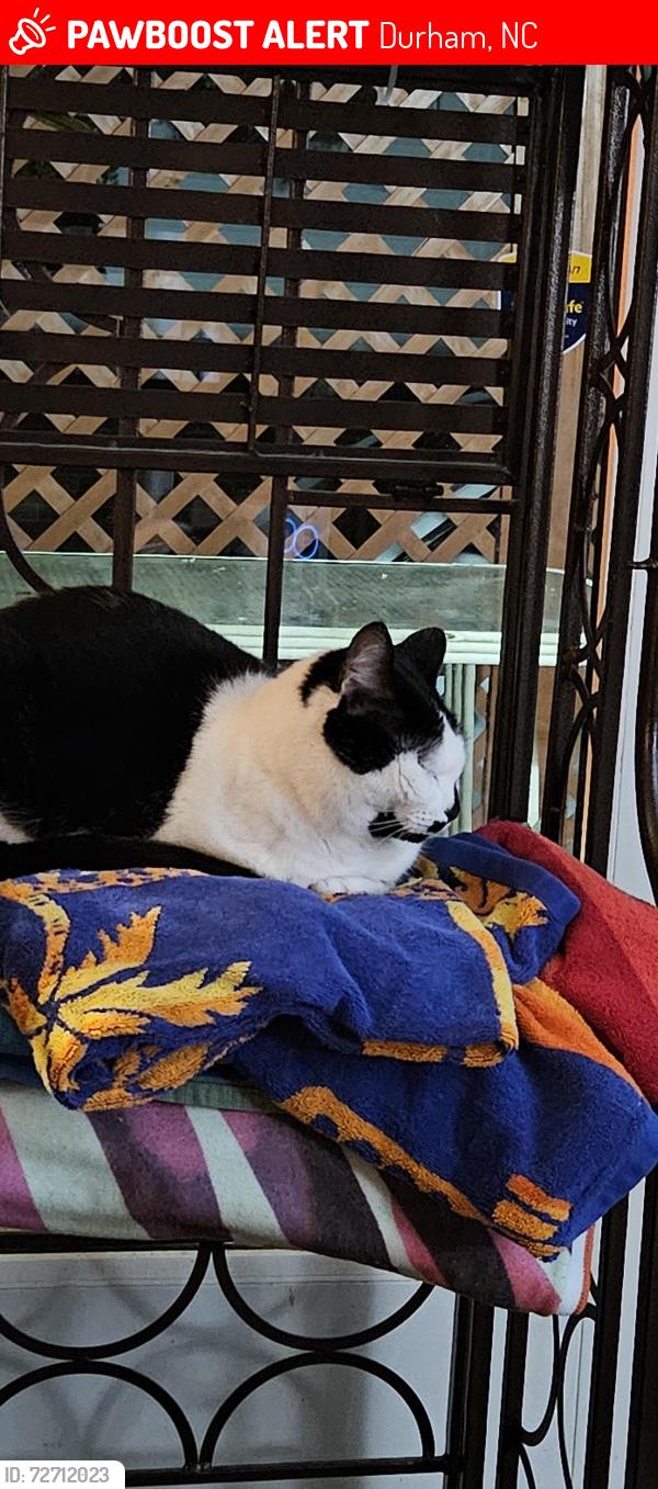 Lost Female Cat last seen Trevor Circle, Durham, NC 27705