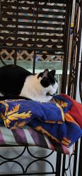 Lost Female Cat last seen Trevor Circle, Durham, NC 27705