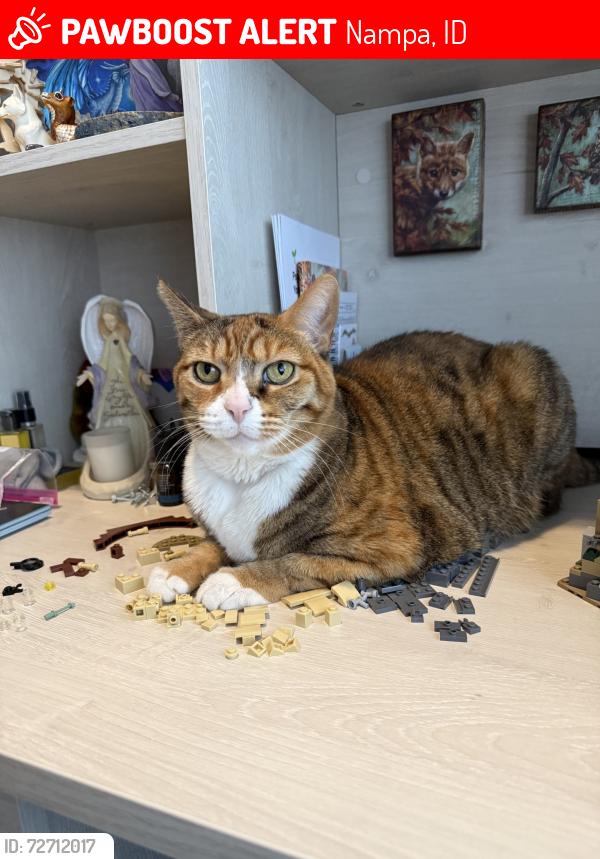 Lost Female Cat last seen Midland & Cherry Ln, Nampa, ID 83687