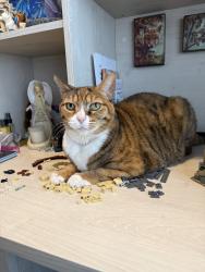Lost Female Cat last seen Midland & Cherry Ln, Nampa, ID 83687