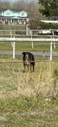 Found/Stray Unknown Dog last seen SW 49th W AVE, Tulsa, OK 74127