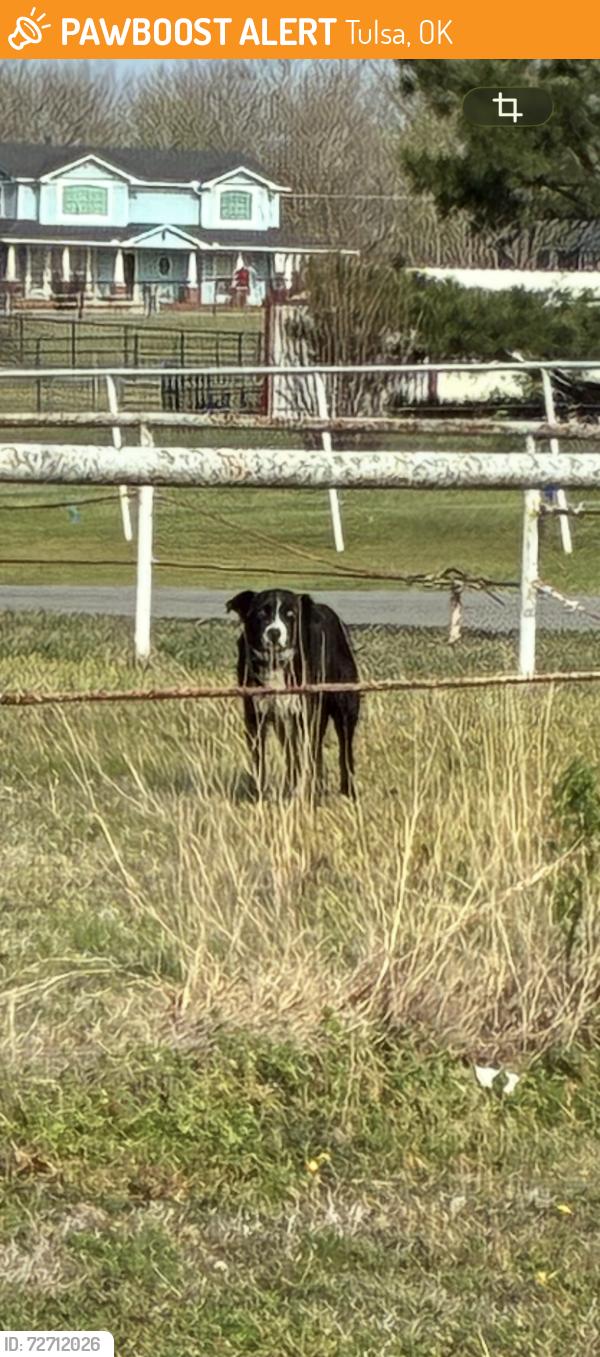 Found/Stray Unknown Dog last seen SW 49th W AVE, Tulsa, OK 74127