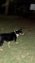 Found/Stray Unknown Dog last seen Fisher street , Royal Park, SA 5014