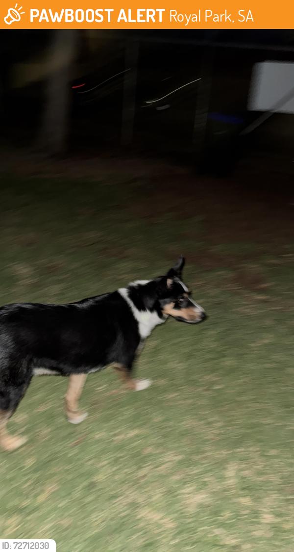 Found/Stray Unknown Dog last seen Fisher street , Royal Park, SA 5014