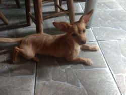 Lost Female Dog last seen Próximo ao supermercado Meu Prata, Jardim Montanhês, MG 30730-580