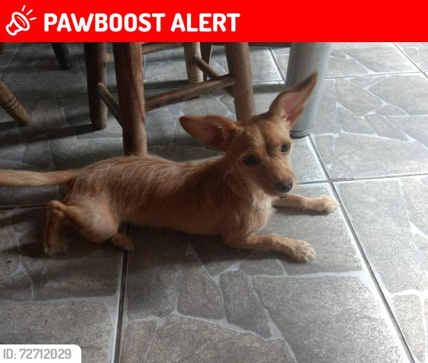 Lost Female Dog last seen Próximo ao supermercado Meu Prata, Jardim Montanhês, MG 30730-580