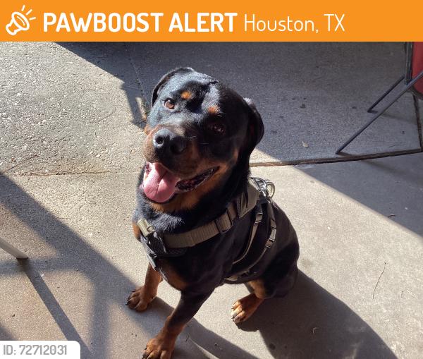 Found/Stray Female Dog last seen Inverness Forest subdivision, Houston, TX 77073