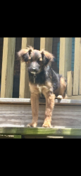 Lost Male Dog last seen Bear creek Horse Park, Strunk, KY 42649