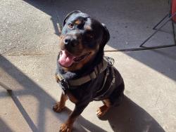Found/Stray Female Dog last seen Inverness Forest subdivision, Houston, TX 77073