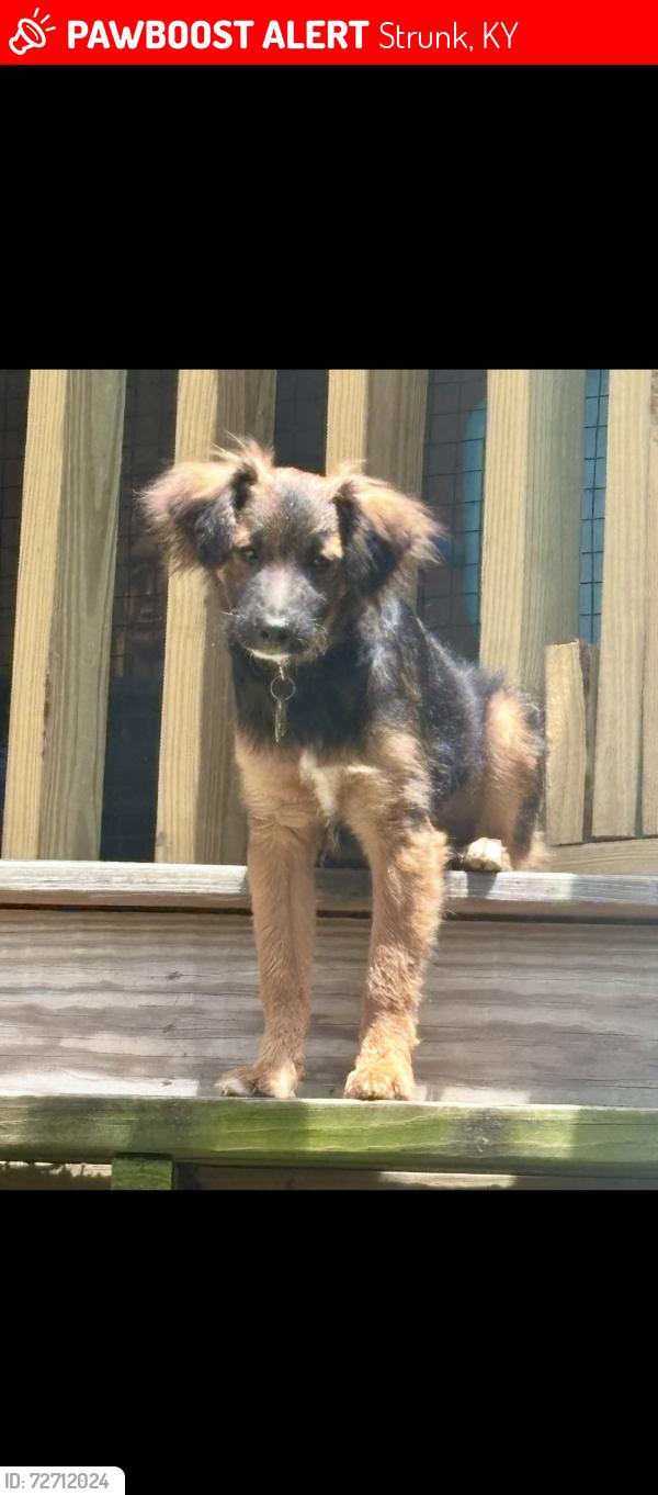 Lost Male Dog last seen Bear creek Horse Park, Strunk, KY 42649