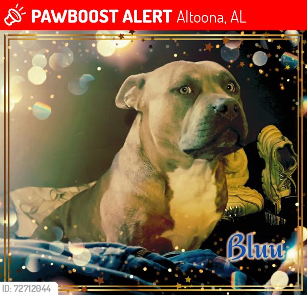 Lost Male Dog last seen Hwy 132, Altoona, AL 35952