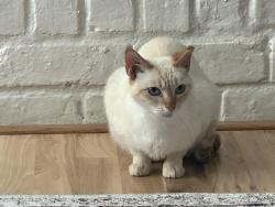Lost Female Cat last seen Lodge Creek and Indian Wells, Houston, TX 77066