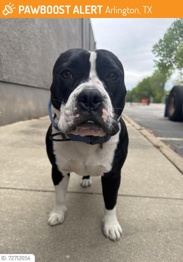 Found/Stray Male Dog last seen S Collins and Pioneer Parkway , Arlington, TX 76018