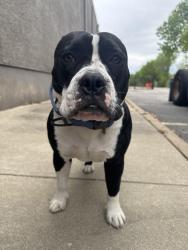 Found/Stray Male Dog last seen S Collins and Pioneer Parkway , Arlington, TX 76018