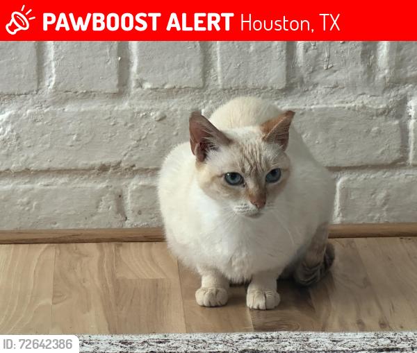 Lost Female Cat last seen Lodge Creek and Indian Wells, Houston, TX 77066