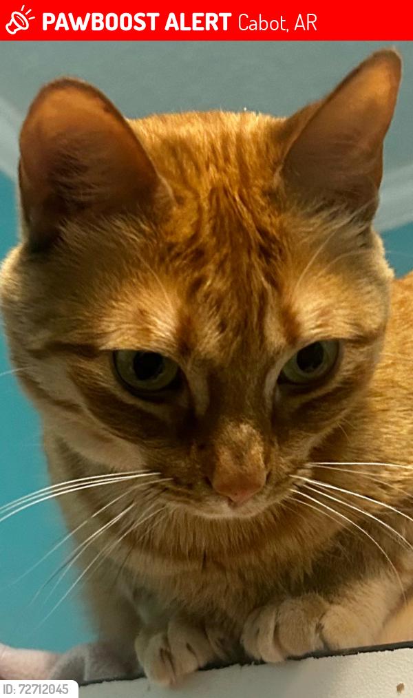 Lost Female Cat last seen Panther Cv/Cabot Junior High School South , Cabot, AR 72023