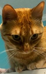Lost Female Cat last seen Panther Cv/Cabot Junior High School South , Cabot, AR 72023