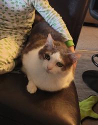 Lost Female Cat last seen Hillman Rd, Knoxville, TN 37932