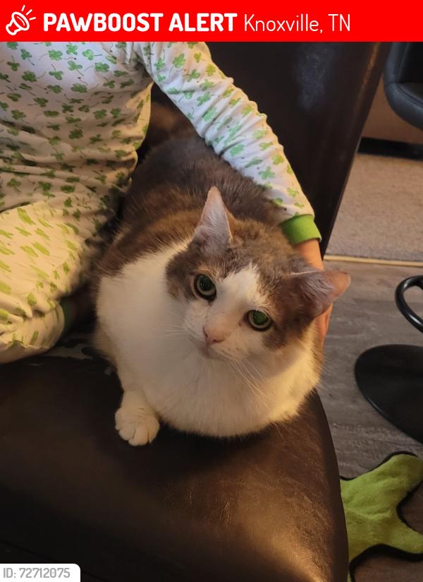 Lost Female Cat last seen Hillman Rd, Knoxville, TN 37932
