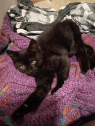 Lost Female Cat last seen Rise apts all the way at the end of Reddman Rd. It's a dead end block no real cross streets mainly trees and woods surrounds there is a host of apt complexes leading to the complex it's located right near a real tall tower   dead end streett , Charlotte, NC 28212