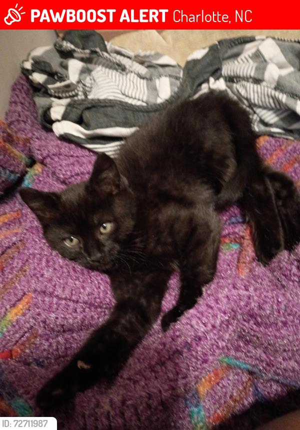Lost Female Cat last seen Rise apts all the way at the end of Reddman Rd. It's a dead end block no real cross streets mainly trees and woods surrounds there is a host of apt complexes leading to the complex it's located right near a real tall tower   dead end streett , Charlotte, NC 28212