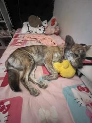 Lost Female Dog last seen Wilson elementary school, Sanger, CA 93657