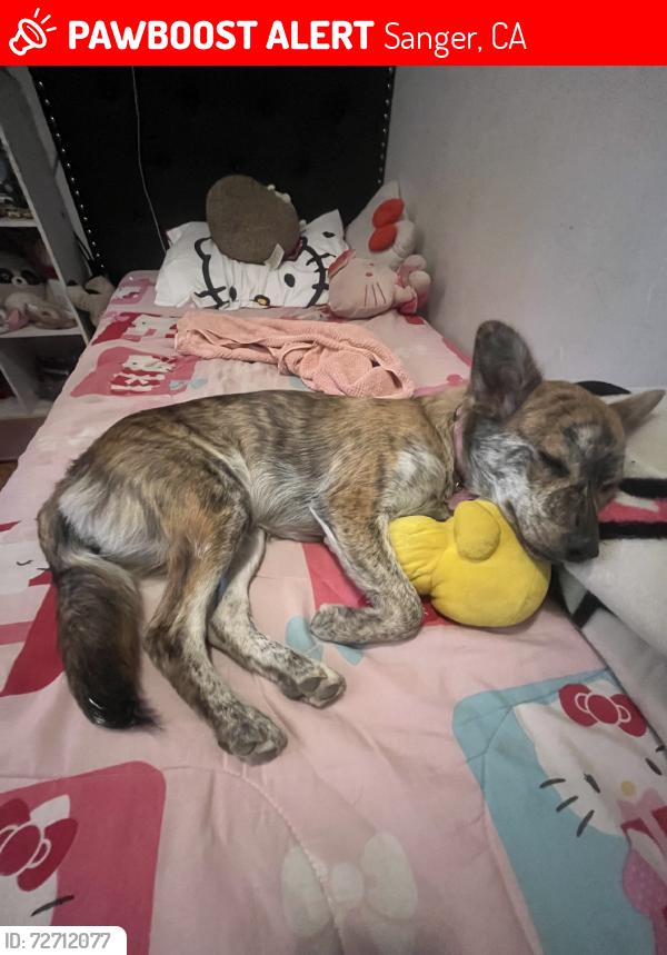 Lost Female Dog last seen Wilson elementary school, Sanger, CA 93657
