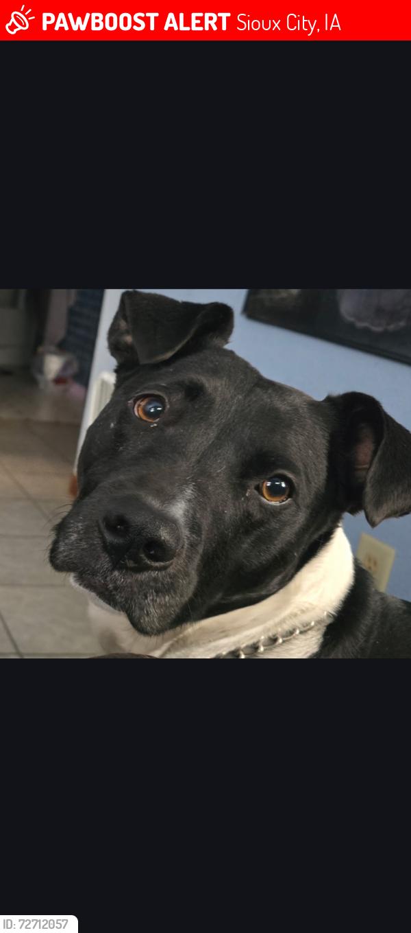 Lost Male Dog last seen W. 19th and Jihn St., Sioux City, IA 51103