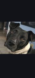 Lost Male Dog last seen W. 19th and Jihn St., Sioux City, IA 51103