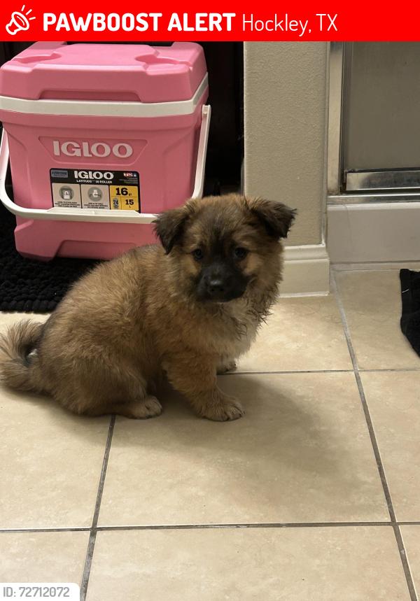 Lost Female Dog last seen Stout Dr and Baur landing, Hockley, TX 77447
