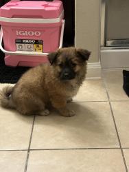 Lost Female Dog last seen Stout Dr and Baur landing, Hockley, TX 77447