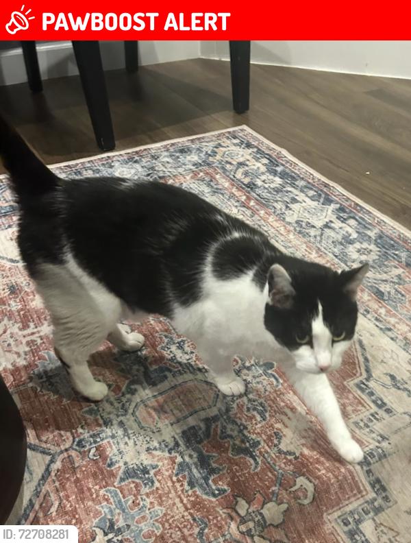 Lost Female Cat last seen Newt Dr, Colorado Springs, CO 80915