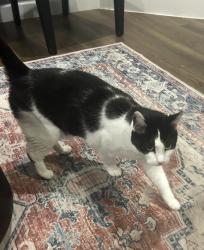 Lost Female Cat last seen Newt Dr, Colorado Springs, CO 80915