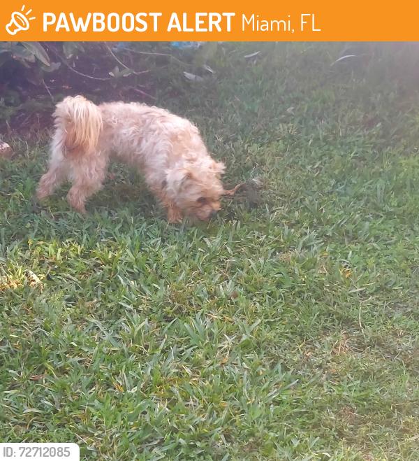 Found/Stray Male Dog last seen Roberta Hunter Park, Miami, FL 33177