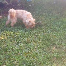 Found/Stray Male Dog last seen Roberta Hunter Park, Miami, FL 33177