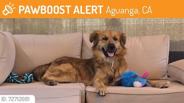 Found/Stray Male Dog last seen Hwy 371 and hwy 79, Aguanga, CA 92536