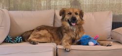 Found/Stray Male Dog last seen Hwy 371 and hwy 79, Aguanga, CA 92536