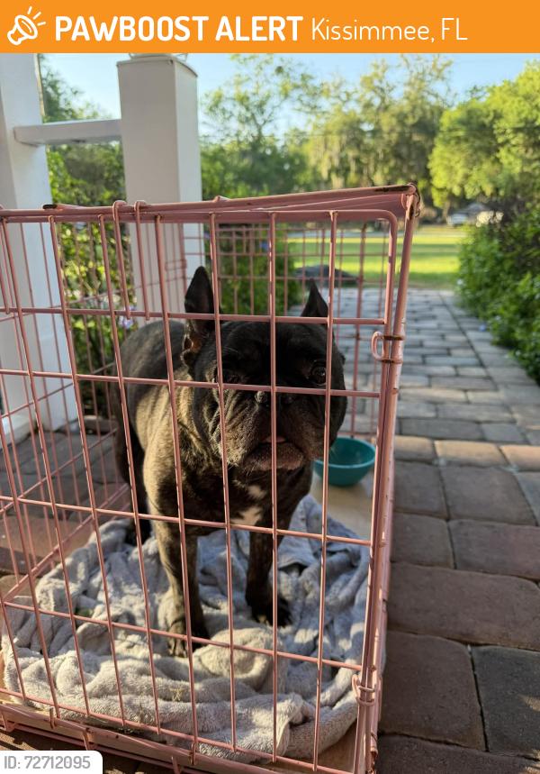 Found/Stray Male Dog last seen Oberry Rd Kissimmee  Fl 34746, Kissimmee, FL 34746
