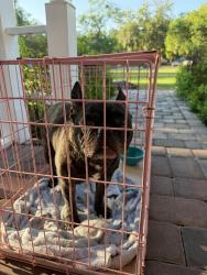 Found/Stray Male Dog last seen Oberry Rd Kissimmee  Fl 34746, Kissimmee, FL 34746