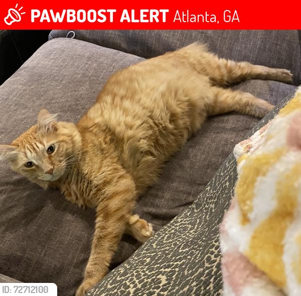 Lost Male Cat last seen Roxboro, Atlanta, GA 30324
