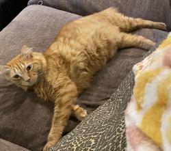 Lost Male Cat last seen Roxboro, Atlanta, GA 30324