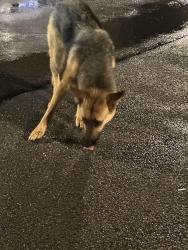 Found/Stray Unknown Dog last seen Sevierville Walmart parking lot , Sevierville, TN 37862