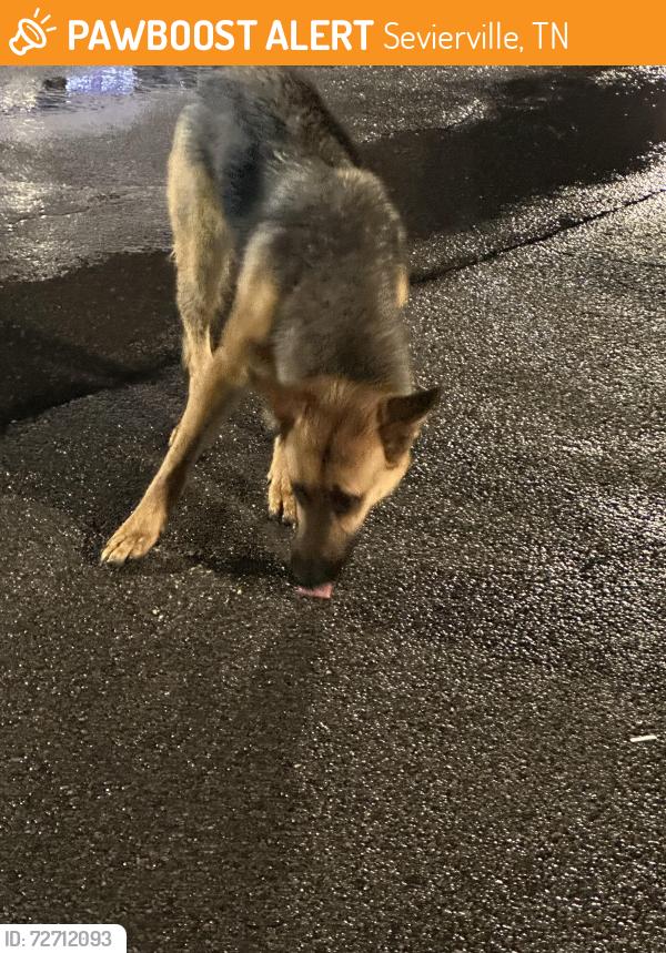 Found/Stray Unknown Dog last seen Sevierville Walmart parking lot , Sevierville, TN 37862