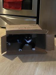 Lost Male Cat last seen  Depot , Houston, TX 77037