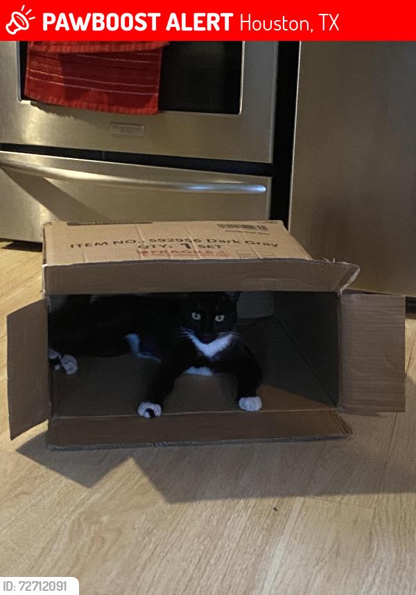 Lost Male Cat last seen  Depot , Houston, TX 77037