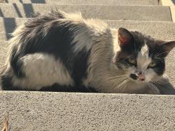 Found/Stray Unknown Cat last seen Near south half moon, Bakersfield, CA 93309