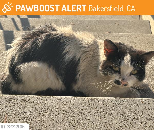 Found/Stray Unknown Cat last seen Near south half moon, Bakersfield, CA 93309