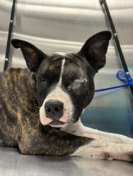 Shelter Stray Female Dog last seen Near BLOCK NW 60TH ST, Doral, FL 33122