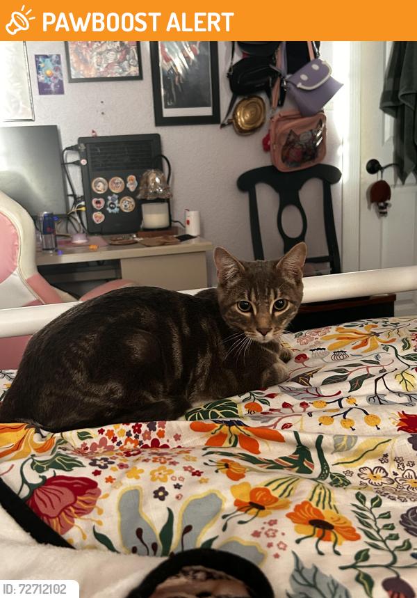 Found/Stray Male Cat last seen Fair oaks blvd and Orange Ave , Sacramento County, CA 95670